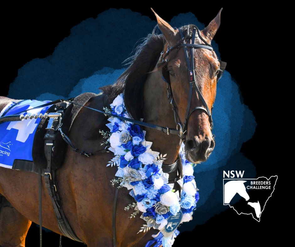 Harness Racing NSW announces changes for 2024 Breeders Challenge